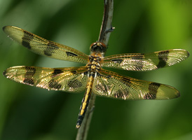 Halloween Pennant